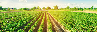 Harbor Stone Farm Services